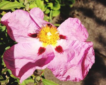 Close-up of pink flower