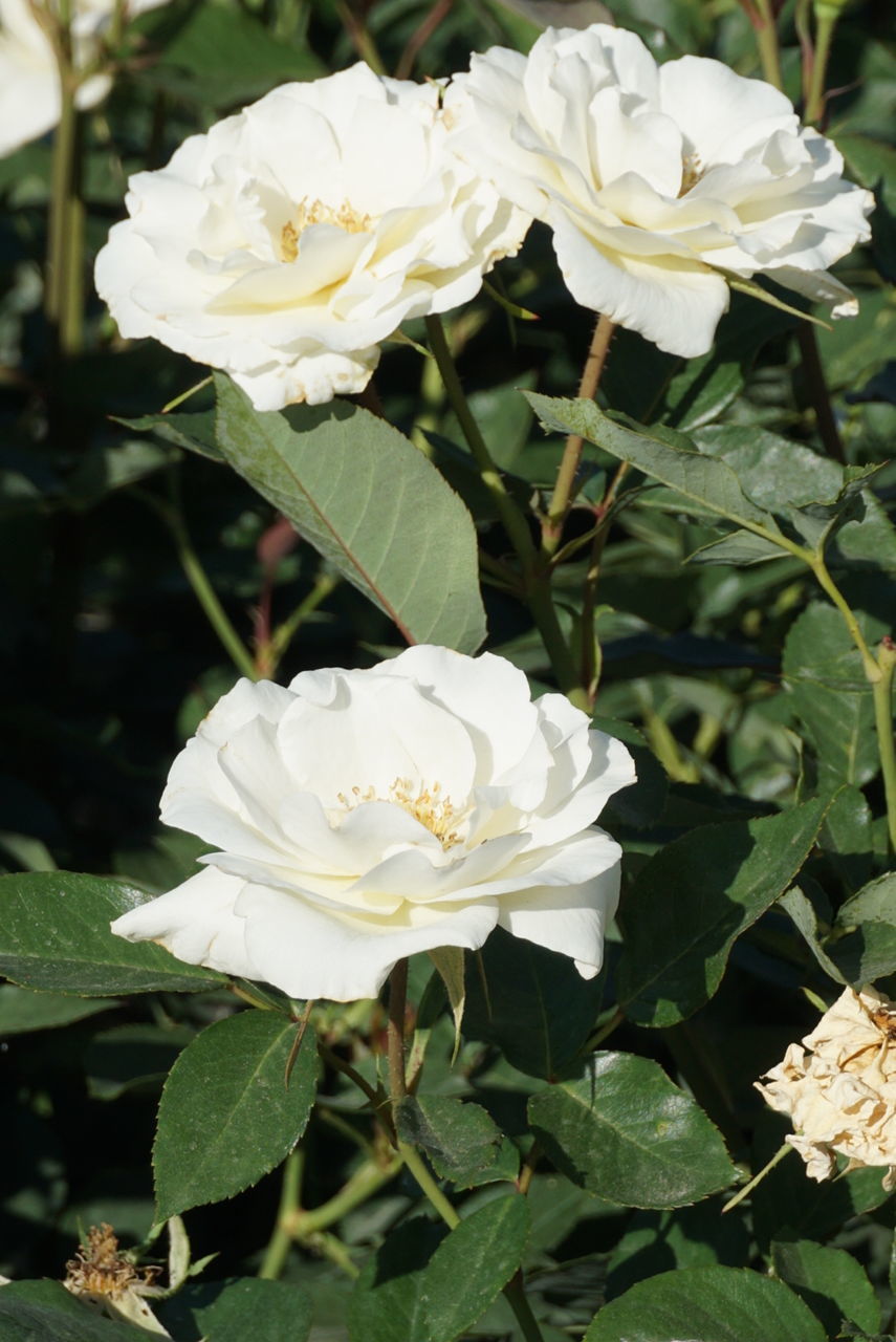 CLOSE-UP OF WHITE ROSES