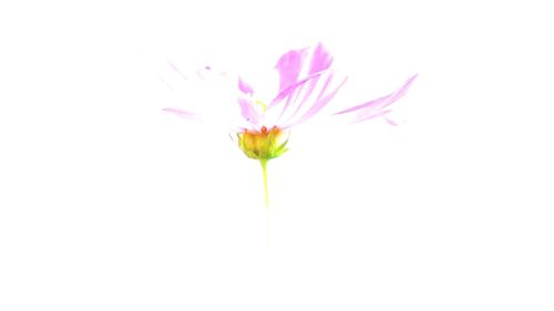 Close-up of flowers over white background