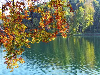 Close-up of autumn tree by lake