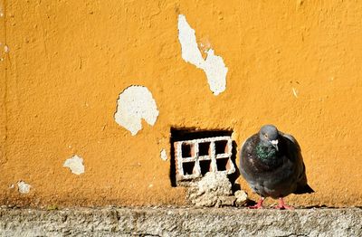 Close-up of a bird on wall