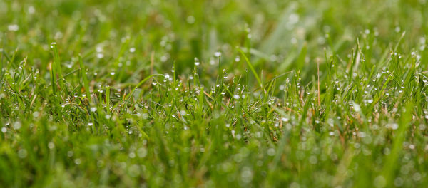 Full frame shot of raindrops on grass