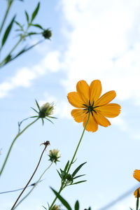 Low angle view of flowering plant against sky