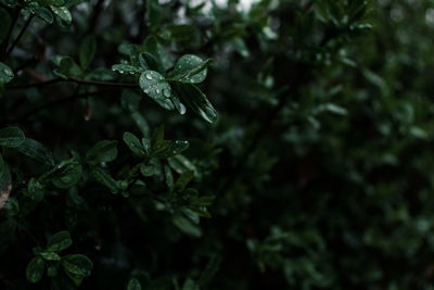 Close-up of wet plant leaves