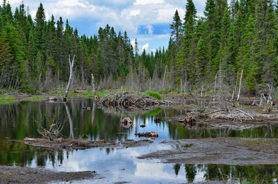 Scenic view of lake in forest beaver house