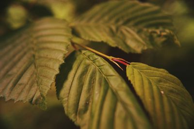 Close-up of fern leaves