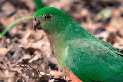 Close-up of parrot perching on leaf