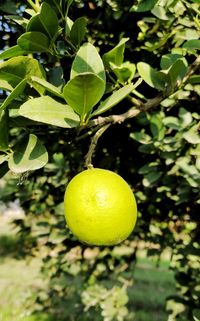 Close-up of lemon growing on tree