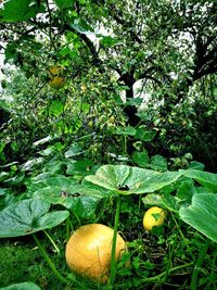 Close-up of fruits growing on tree