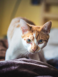 Close-up portrait of tabby kitten