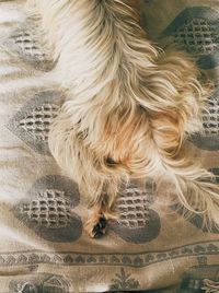 Close-up of a dog on bed