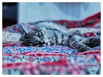 Close-up portrait of cat lying down