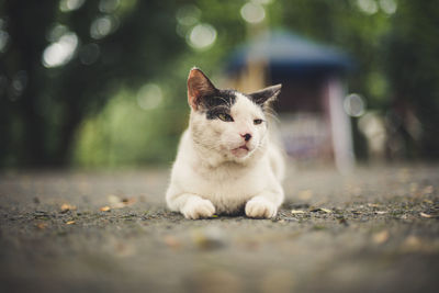 Close-up of cat sitting on street