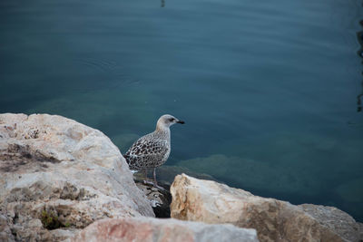 Bird looking away while standing on rock