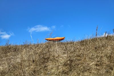 Crab on field against sky