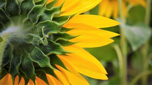 Close-up of fresh sunflower blooming outdoors