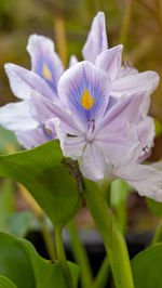 Close-up of purple flowering plant
