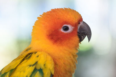 Close-up of parrot perching