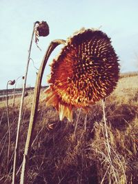 Low angle view of cactus against sky