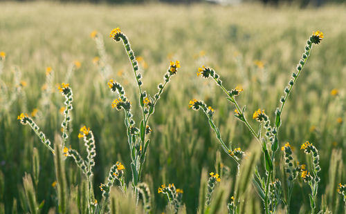 Close-up of yellow flowers growing in field