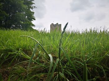 Surface level of agricultural field against sky