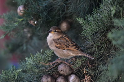 Sparrow in cypress tree