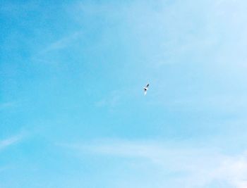 Low angle view of bird flying in sky