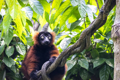 Low angle view of monkey on tree