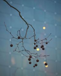 Close-up of fruits hanging on tree