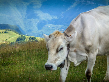 Cow standing on field against sky