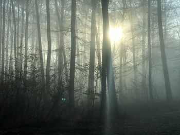 Sunlight streaming through trees in forest