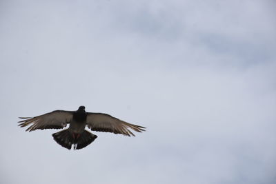 Low angle view of bird flying