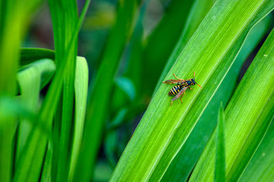 Close-up of insect on leaf