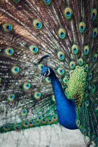 Full frame shot of peacock feathers