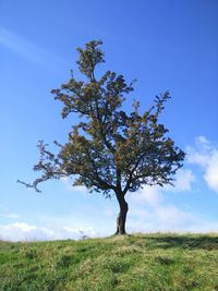 Tree on field against sky