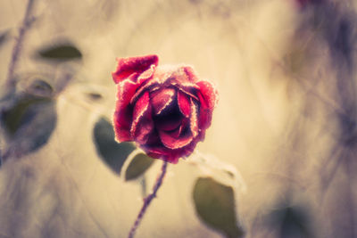 Close up of red flower