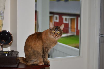 Close-up of cat sitting on window