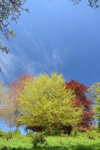 Low angle view of trees against sky during autumn