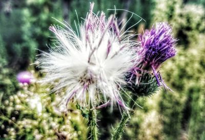 Close-up of thistle flower