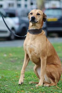 Portrait of a dog 