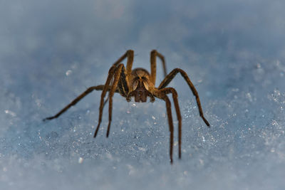 Close-up macro of a spider in the snow