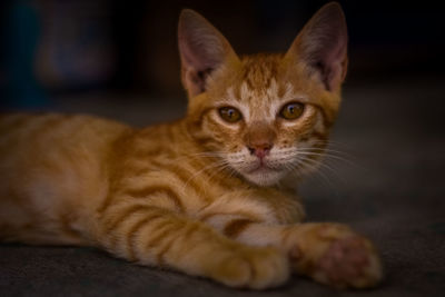 Close-up portrait of a cat