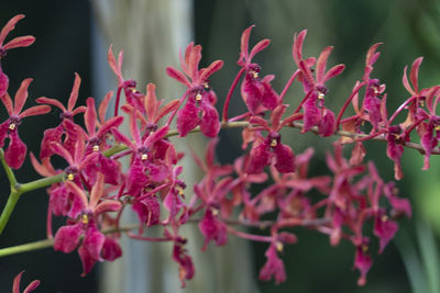 Close-up of pink flowering plants