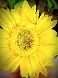 Close-up of yellow flower blooming outdoors