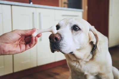 Close-up of dog looking at camera