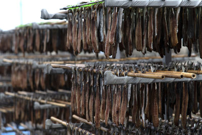 Close-up of drying fishes which are herrings and saury