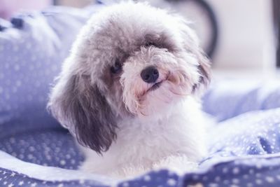 Close-up portrait of a dog