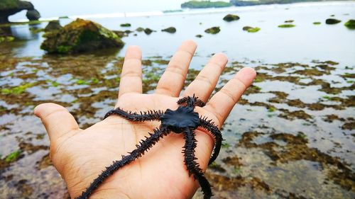 Close-up of a hand holding turtle