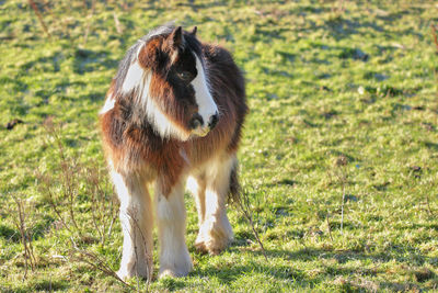 View of an animal on field