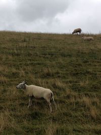 Sheep in a field